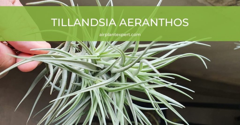 Tillandsia Aeranthos