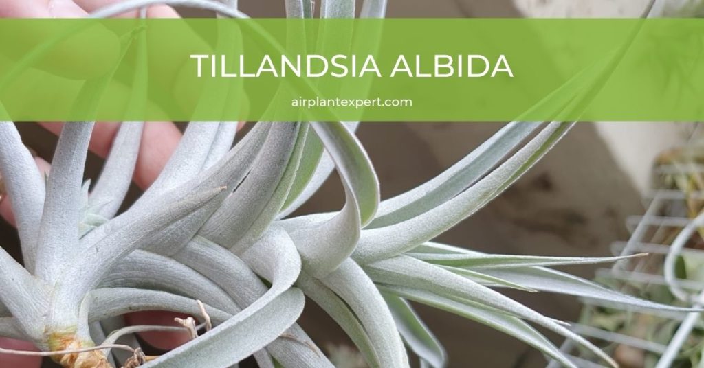 Tillandsia Albida