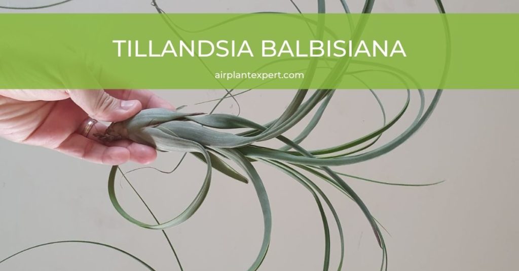 Tillandsia Balbisiana