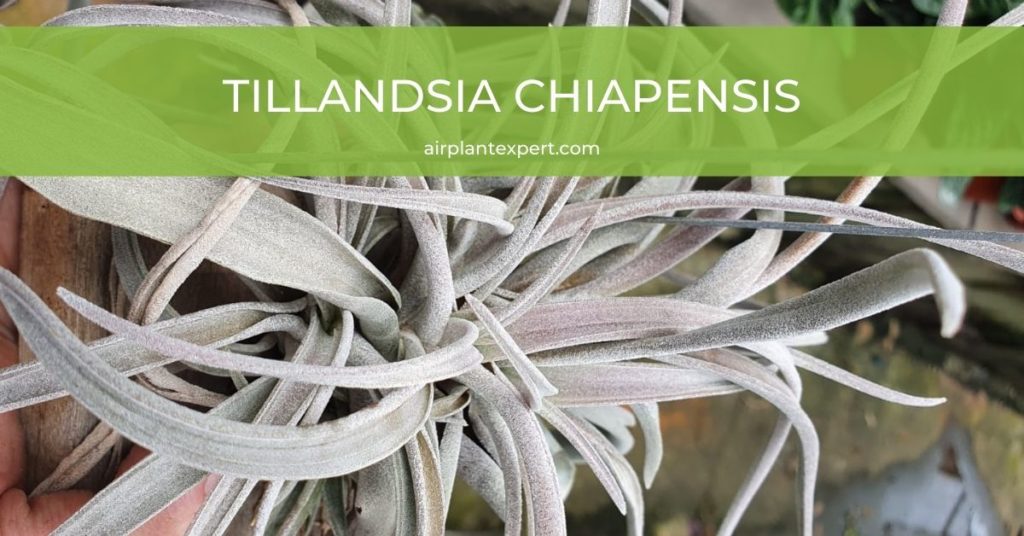 Tillandsia Chiapensis