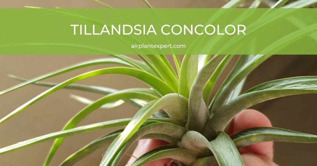 Tillandsia Concolor