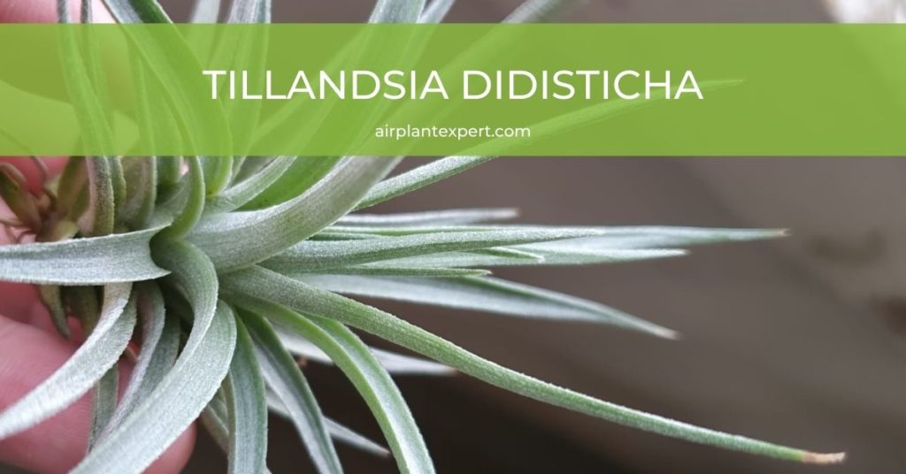 Tillandsia Didisticha