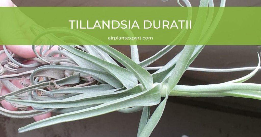 Tillandsia Duratii