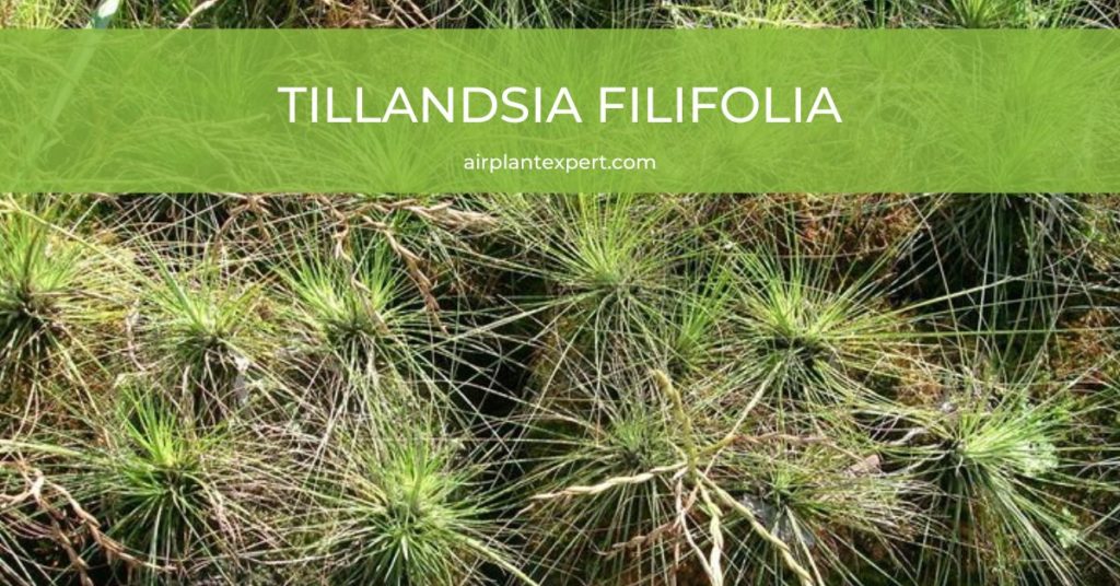 Tillandsia Filifolia