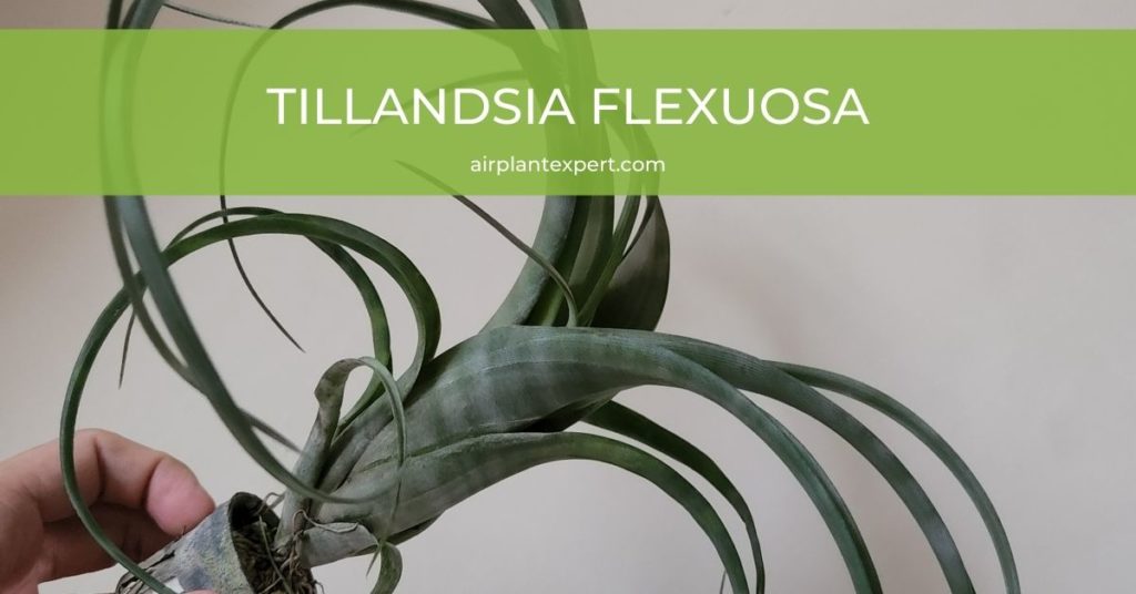 Tillandsia Flexuosa