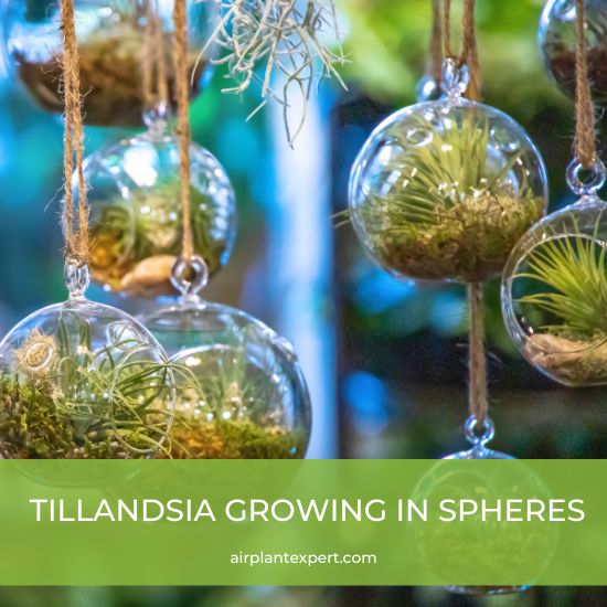 Tillandsia growing in glass sphere terrariums