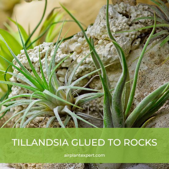 Tillandsia glued to rocks
