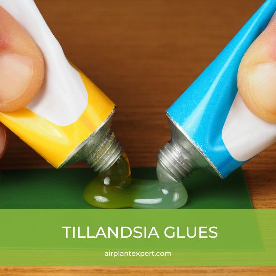 Tillandsia safe glues