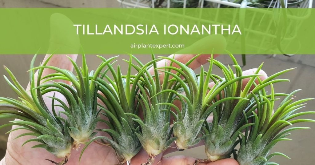 Tillandsia Ionantha