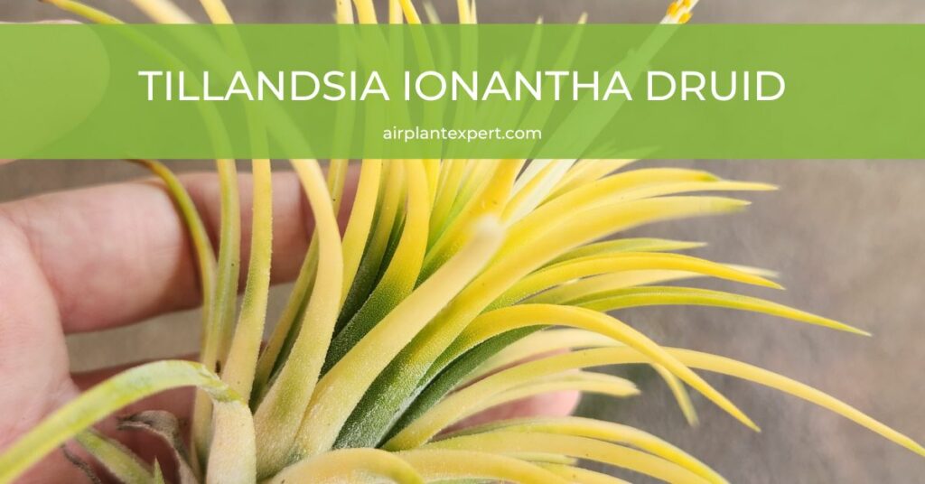 Tillandsia Ionantha Druid