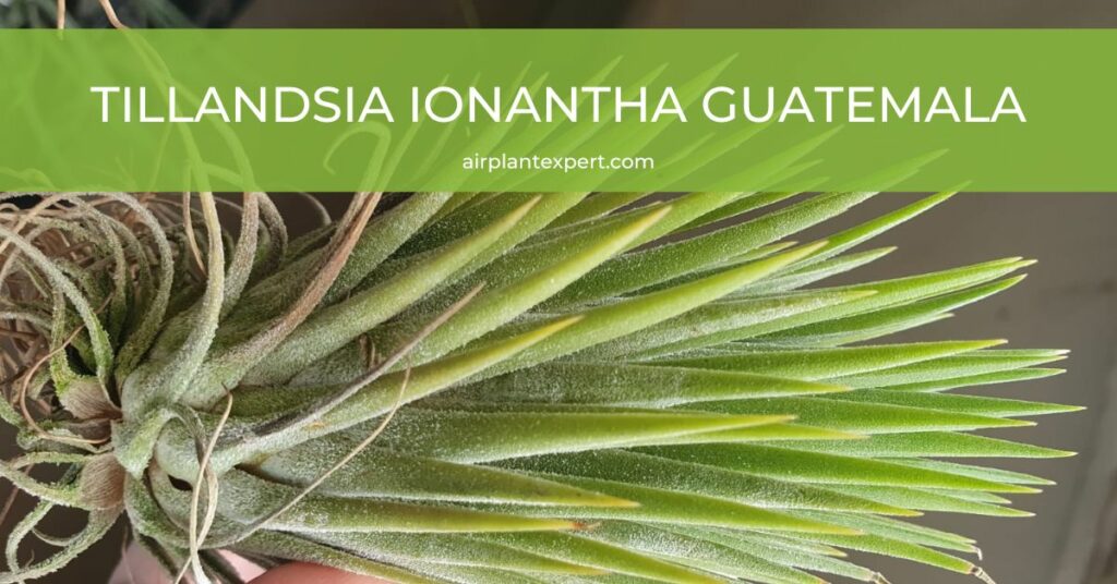 Tillandsia Ionantha Guatemala