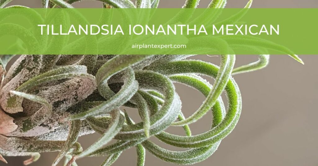 Tillandsia Ionantha Mexican