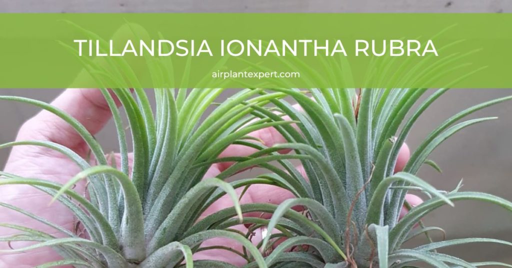 Tillandsia Ionantha Rubra Air Plant - Large – The Artizan Way