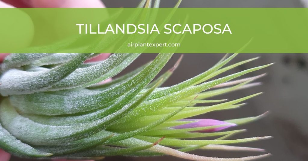 Tillandsia Scaposa