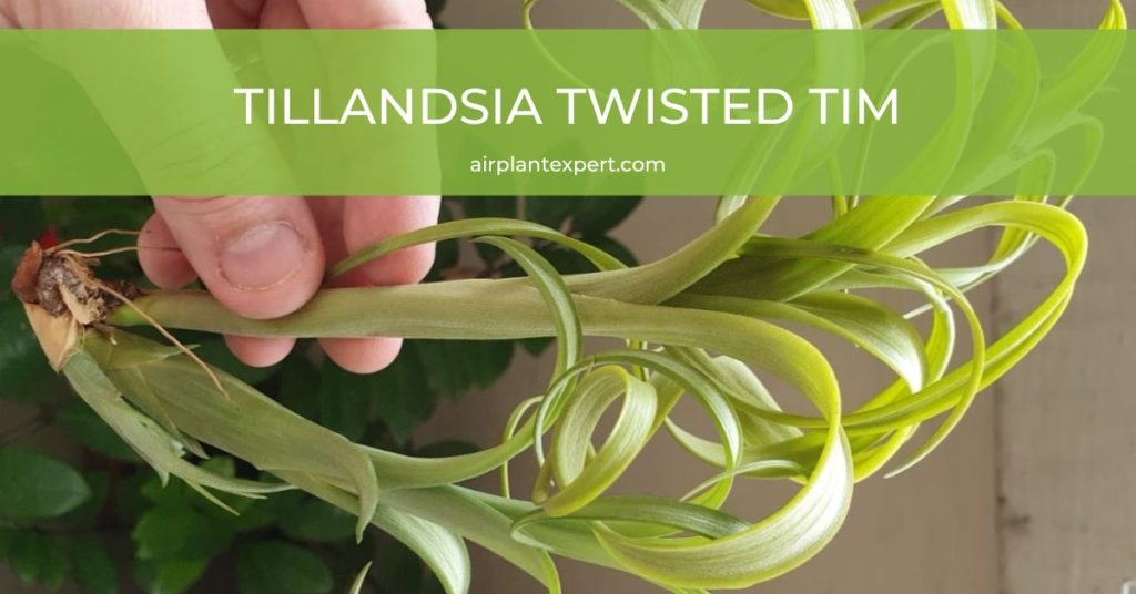 Tillandsia Twisted Tim