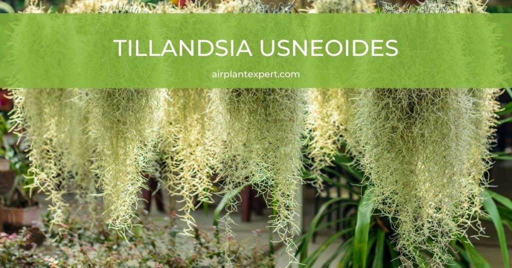 Spanish moss, Tillandsia usneoides – Paradise Found Nursery