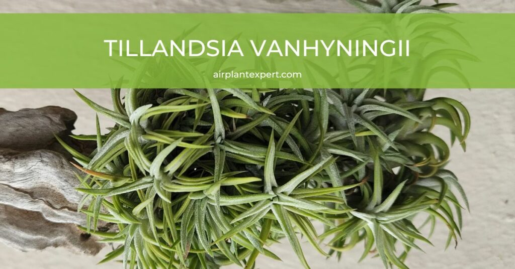 Tillandsia Vanhyningii