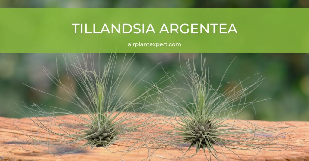 Tillandsia Argentea