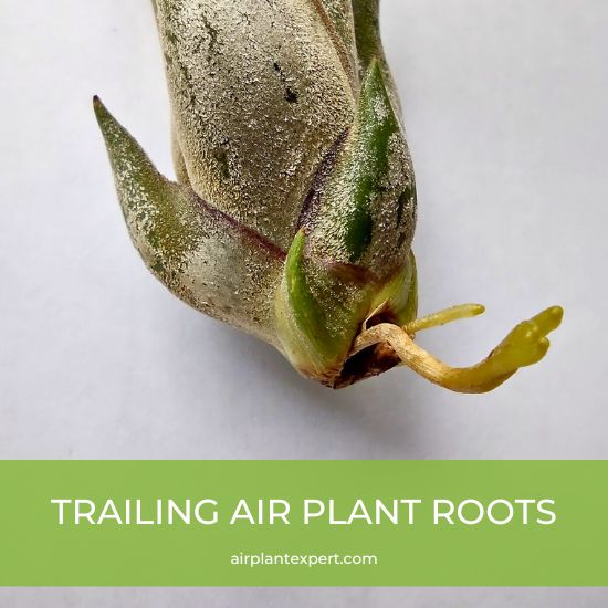 Trailing air plant roots