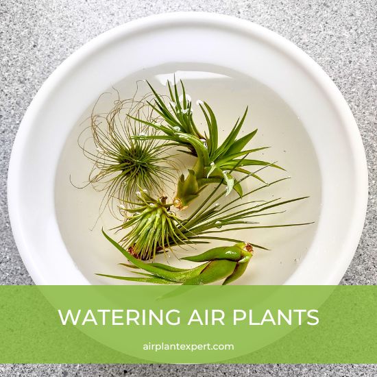 Watering air plants in a container