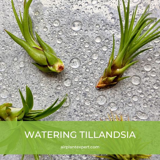 Watering Tillandsia with a spray bottle