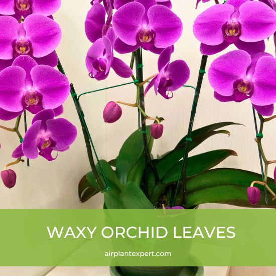 Waxy looking orchid leaves