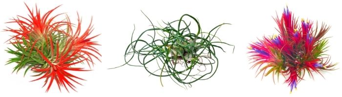 A wonderful collection of air plants